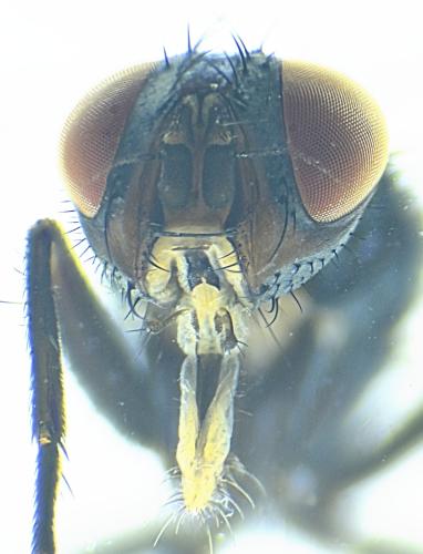 Stevenia sp.